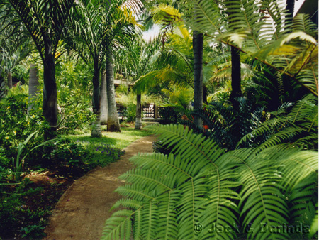 Prince Kuhio Garden Paths